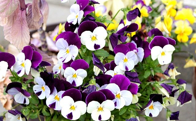 Libreng pag-download ng Pansy Violets Purple Flowers - libreng larawan o larawan na ie-edit gamit ang GIMP online na editor ng imahe