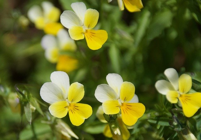 Free download Pansy Yellow Flower Mini -  free photo or picture to be edited with GIMP online image editor