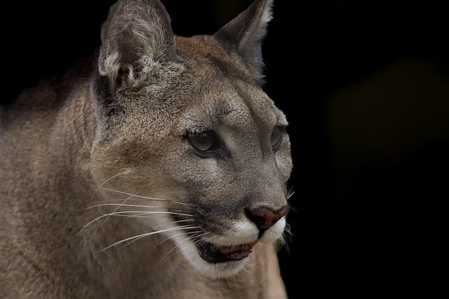 Free download panther animal wildlife puma free picture to be edited with GIMP free online image editor