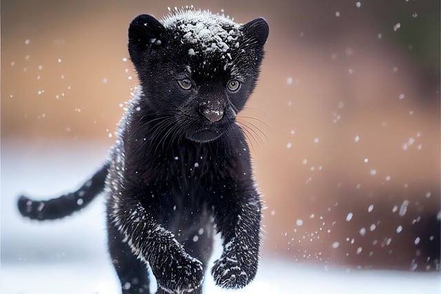 Free download panther black panther cub feline free picture to be edited with GIMP free online image editor