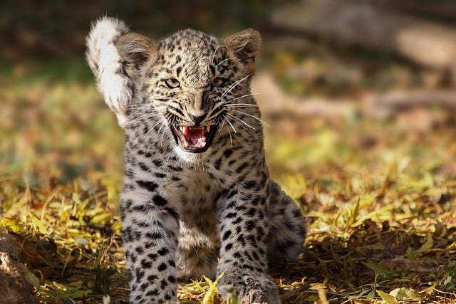 Free download panther leopard feline savage zoo free picture to be edited with GIMP free online image editor
