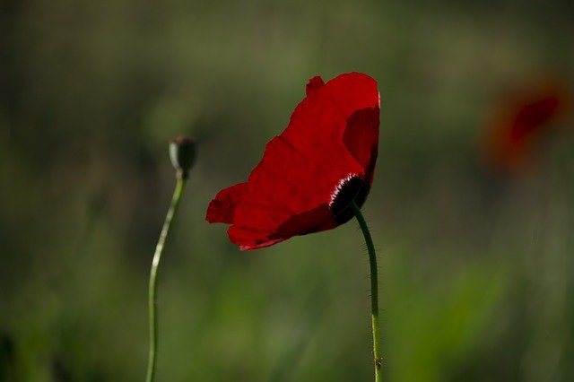 Free download Papaver Rhoeas Flower Poppy -  free photo or picture to be edited with GIMP online image editor