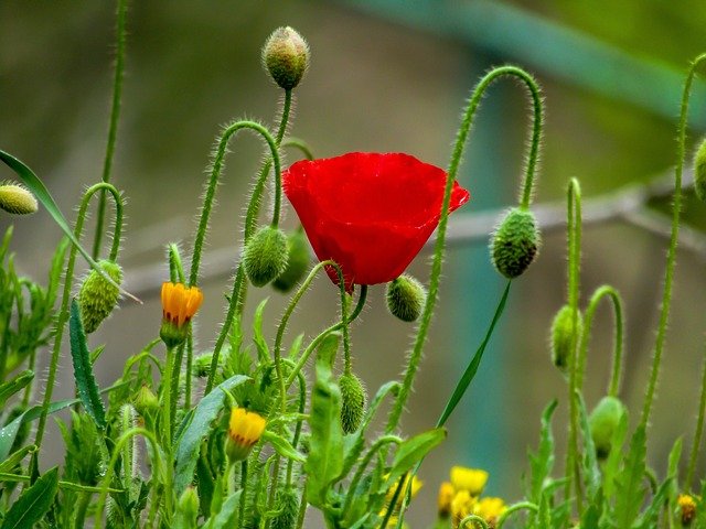 Téléchargement gratuit de papaver rhoeas l image gratuite de fleur de pavot à éditer avec l'éditeur d'images en ligne gratuit GIMP