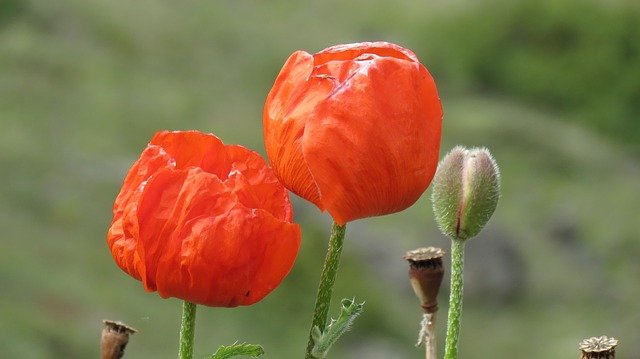Free download papaver rhoeas poppy fishing rod free picture to be edited with GIMP free online image editor