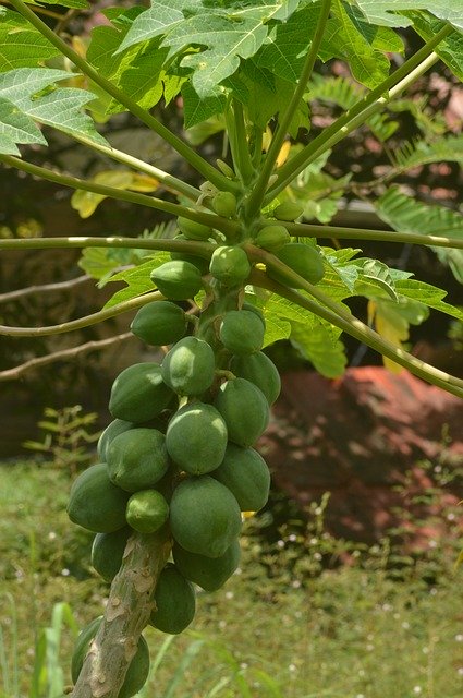 Free download Papaya Fruit Tree -  free photo or picture to be edited with GIMP online image editor