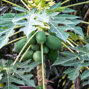 Papaya tree bears fruit  screen for extension Chrome web store in OffiDocs Chromium