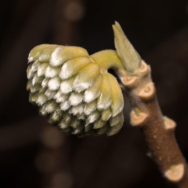 Free download paper bush bud spring japan free picture to be edited with GIMP free online image editor