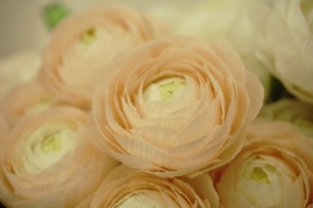 무료 다운로드 Paper Flowers Crepe Flower - 김프 온라인 이미지 편집기로 편집할 무료 사진 또는 그림