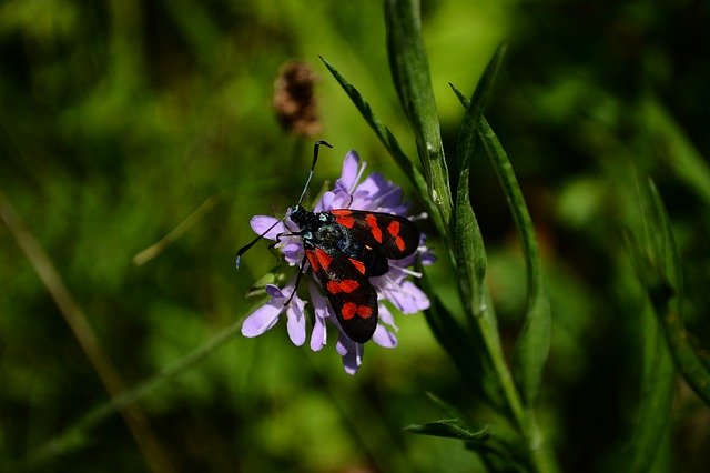 Kostenloser Download Papillion Insect Nature - kostenloses Foto oder Bild zur Bearbeitung mit GIMP Online-Bildbearbeitung