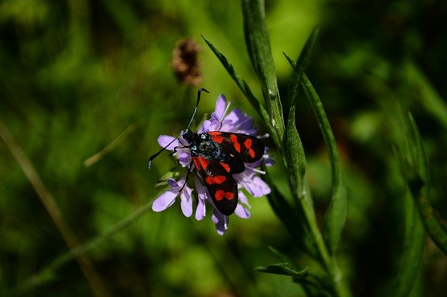 Free download Papillion Insect Nature -  free photo or picture to be edited with GIMP online image editor