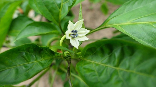 Скачать бесплатно Paprika Flower Plant - бесплатное фото или изображение для редактирования с помощью онлайн-редактора изображений GIMP