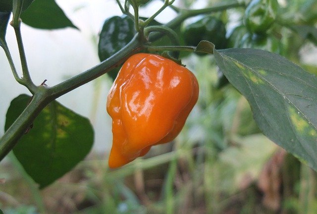 Free download Paprika Habanero Yellow -  free photo or picture to be edited with GIMP online image editor