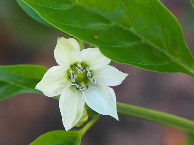 Free download Paprika White Blossom Close -  free photo or picture to be edited with GIMP online image editor