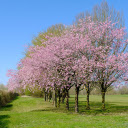 Paradise garden  screen for extension Chrome web store in OffiDocs Chromium