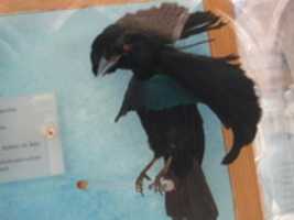 Paradisornis rudolphi - Ark Project GIMP online editor free Free download Paradisornis rudolphi - Ark Project free photo or picture to be edited with GIMP online image editor