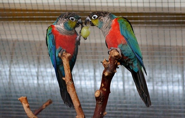 הורדה חינם Parakeet Aviary Exotic תבנית תמונה בחינם לעריכה עם עורך התמונות המקוון GIMP