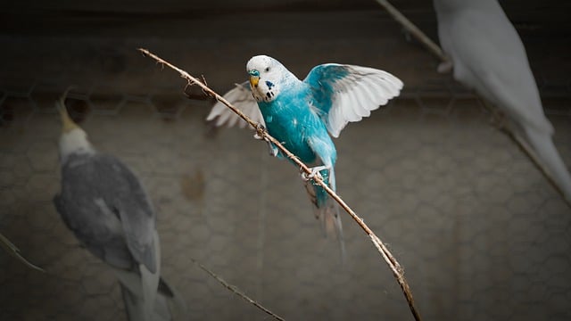Free download parakeet bird branch wings free picture to be edited with GIMP free online image editor