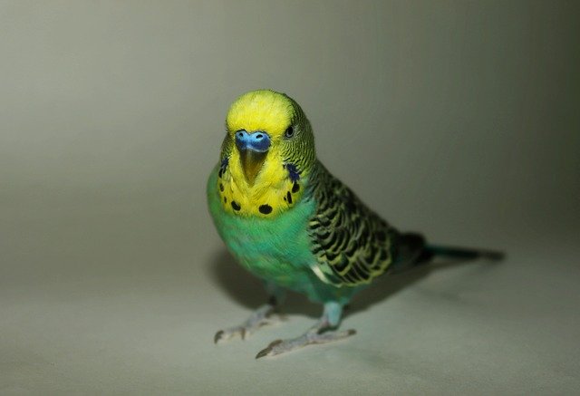 Template Photo Parakeet Parrot Blue for OffiDocs