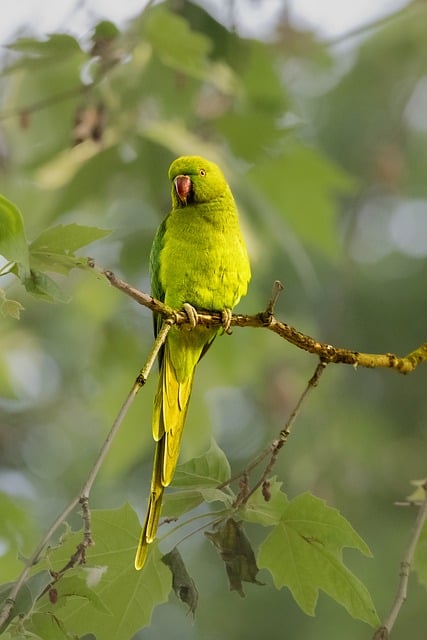 Free download parakeet parrot green feather free picture to be edited with GIMP free online image editor