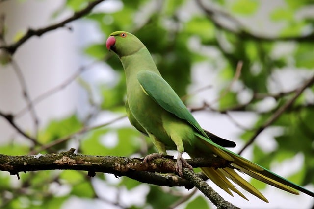 Free download parakeet ring necked parakeet parrot free picture to be edited with GIMP free online image editor
