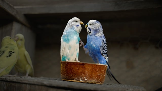 Free download parakeet wings beak animal nature free picture to be edited with GIMP free online image editor