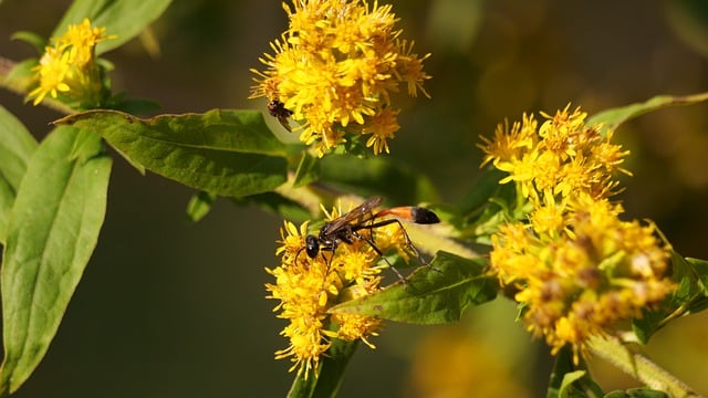 免费下载寄生黄蜂昆虫花朵免费图片，使用 GIMP 免费在线图像编辑器进行编辑
