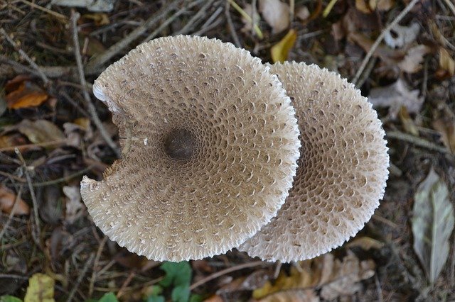 Free download Parasol Schirmling Mushroom Giant -  free photo or picture to be edited with GIMP online image editor
