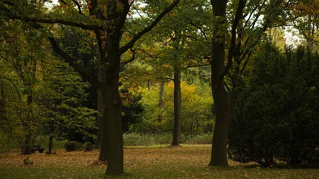Template Photo Park Autumn Nature -  for OffiDocs
