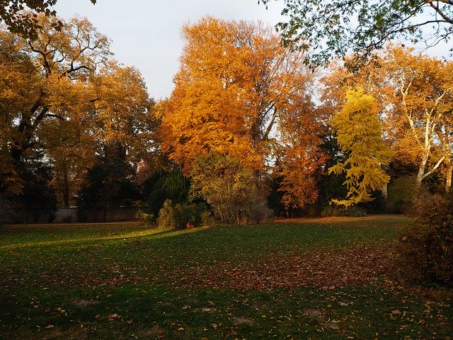 Scarica gratuitamente Park Autumn Potsdam: foto o immagini gratuite da modificare con l'editor di immagini online GIMP