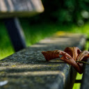 Park bench and leaf  screen for extension Chrome web store in OffiDocs Chromium