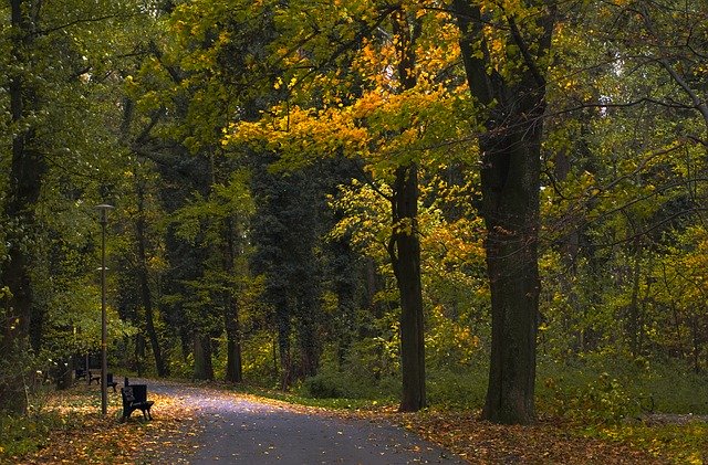 Descărcare gratuită Park Bench Autumn - fotografie sau imagini gratuite pentru a fi editate cu editorul de imagini online GIMP