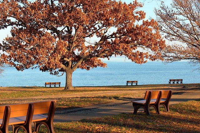 Free download park bench autumn leaves tree bay free picture to be edited with GIMP free online image editor