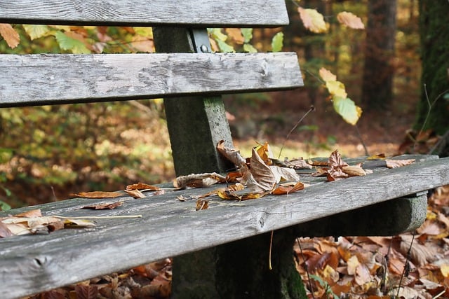 Безкоштовно завантажте безкоштовне зображення паркової лавки із засушеним листям у лісопарку для редагування за допомогою безкоштовного онлайн-редактора зображень GIMP