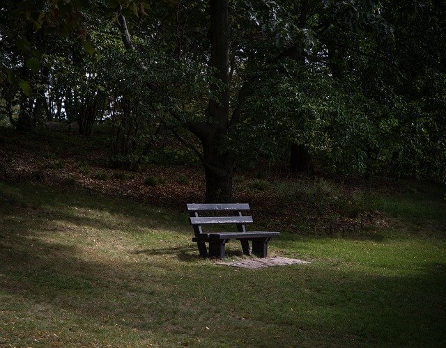 دانلود رایگان Park Bench Sunlight - عکس یا تصویر رایگان قابل ویرایش با ویرایشگر تصویر آنلاین GIMP