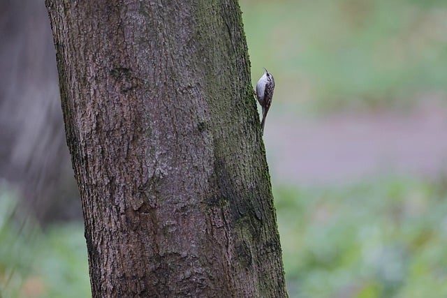 Free download park bird tree grass nature free picture to be edited with GIMP free online image editor