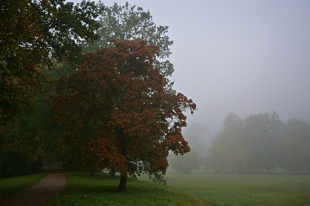 Free picture Park Fog Morning -  to be edited by GIMP free image editor by OffiDocs