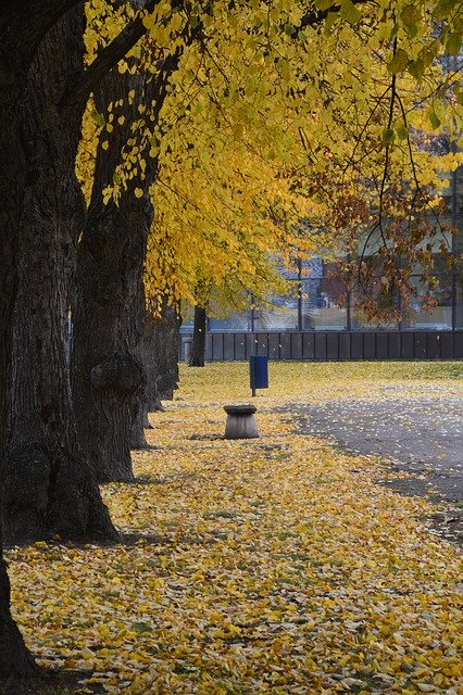 ດາວ​ໂຫຼດ​ຟຣີ Park Foliage Autumn - ຮູບ​ພາບ​ຟຣີ​ຫຼື​ຮູບ​ພາບ​ທີ່​ຈະ​ໄດ້​ຮັບ​ການ​ແກ້​ໄຂ​ກັບ GIMP ອອນ​ໄລ​ນ​໌​ບັນ​ນາ​ທິ​ການ​ຮູບ​ພາບ​