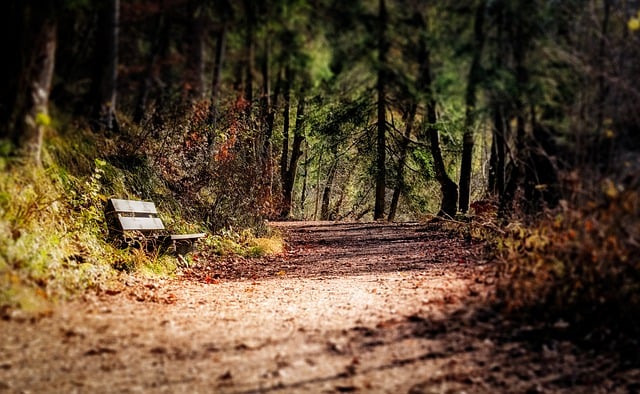 Free download park forest path fall bench trail free picture to be edited with GIMP free online image editor