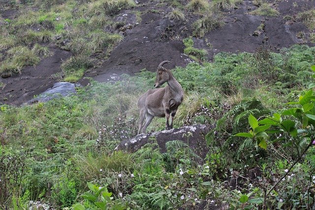 Free download Park Munnar Fantastic -  free photo or picture to be edited with GIMP online image editor