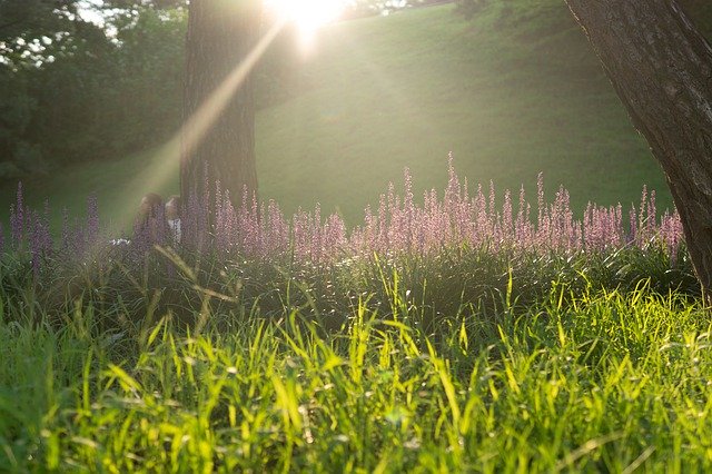 Kostenloser Download Park Nature Garden - kostenloses Foto oder Bild zur Bearbeitung mit GIMP Online-Bildbearbeitung