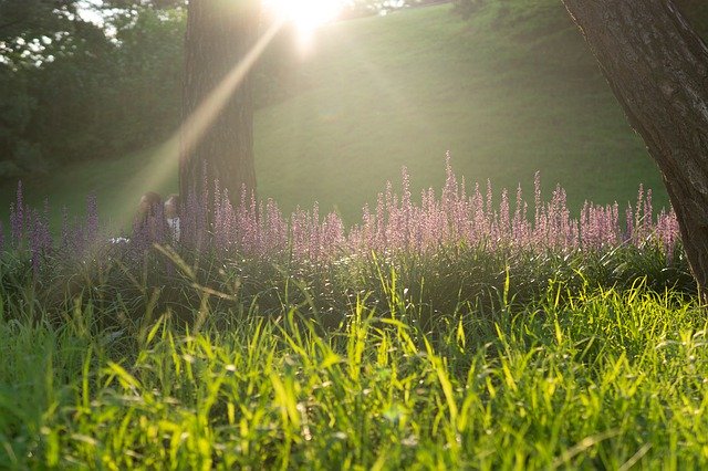 Скачать бесплатно Park Nature Garden - бесплатное фото или изображение для редактирования с помощью онлайн-редактора изображений GIMP