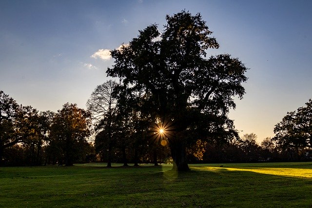 Muat turun percuma Park Oak Nature - foto atau gambar percuma percuma untuk diedit dengan editor imej dalam talian GIMP