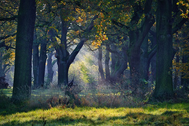 Free download park oak tree landscape beam sun free picture to be edited with GIMP free online image editor
