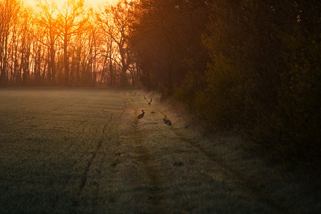 Free download park rabbits sunset forest animals free picture to be edited with GIMP free online image editor