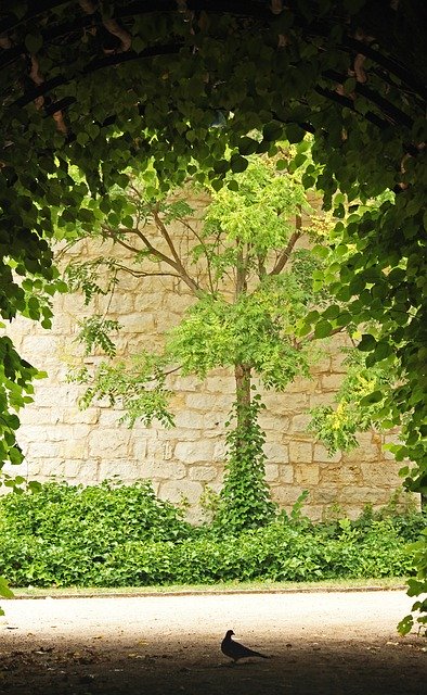 무료 다운로드 Park Sidewalk A Green Tunnel Of - 무료 사진 또는 GIMP 온라인 이미지 편집기로 편집할 수 있는 사진