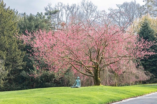 Free download Park Tree Blossom -  free photo or picture to be edited with GIMP online image editor