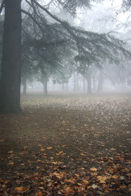 Free download park trees fog fallen leaves free picture to be edited with GIMP free online image editor