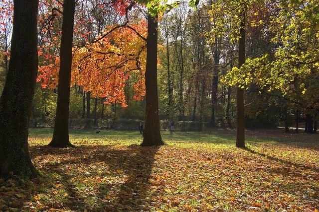 Free download park trees leaves autumn foliage free picture to be edited with GIMP free online image editor