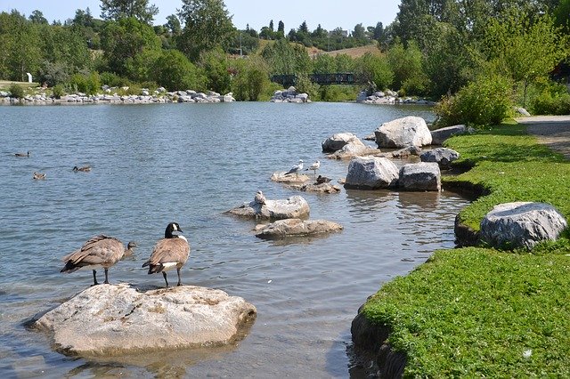 Download grátis Park Water Scenic - foto ou imagem gratuita para ser editada com o editor de imagens online GIMP