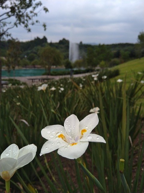 무료 다운로드 Park White Flower Garden - 무료 사진 또는 GIMP 온라인 이미지 편집기로 편집할 사진